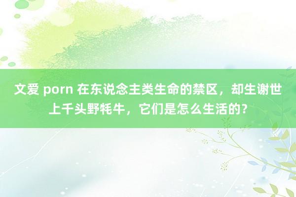 文爱 porn 在东说念主类生命的禁区，却生谢世上千头野牦牛，它们是怎么生活的？